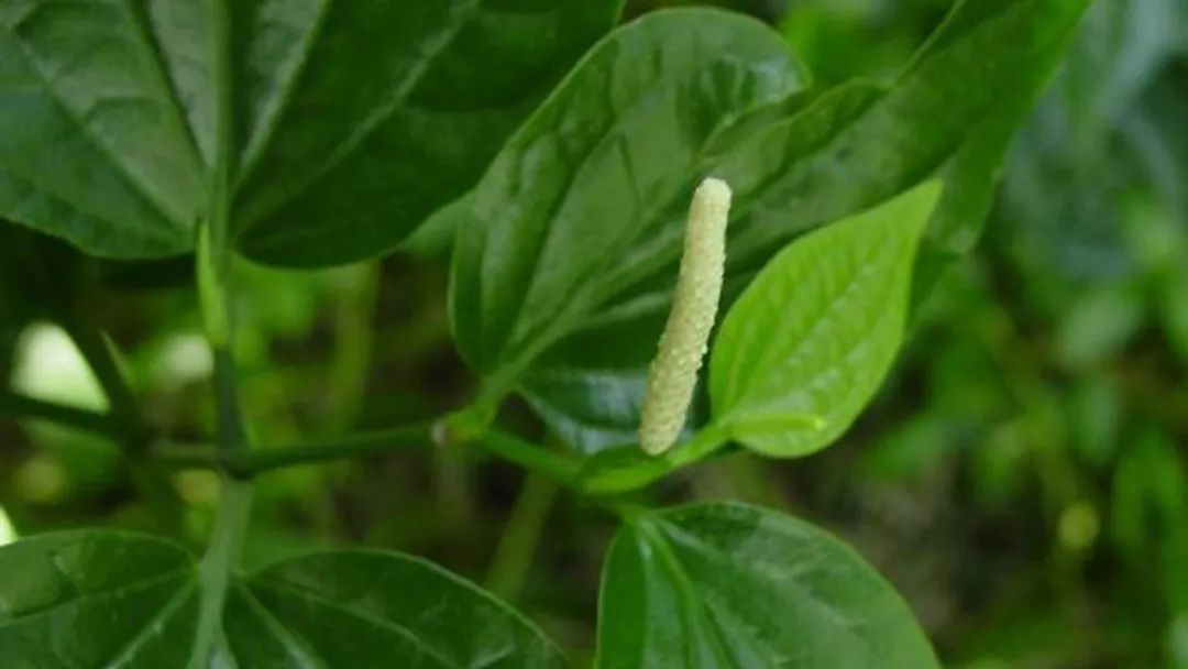 香精与香料(121)—山蒌