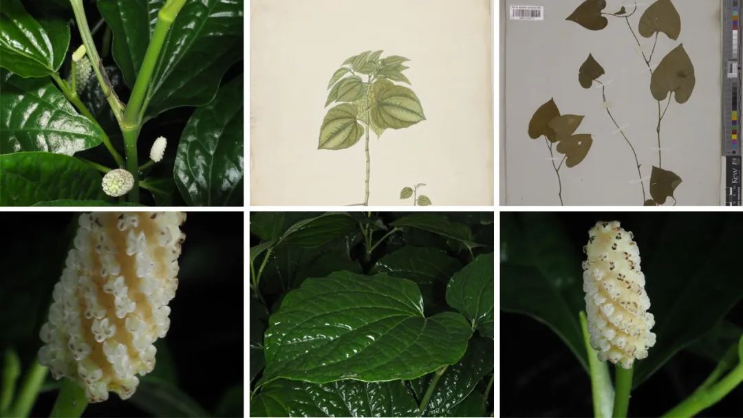 香精与香料(121)—山蒌