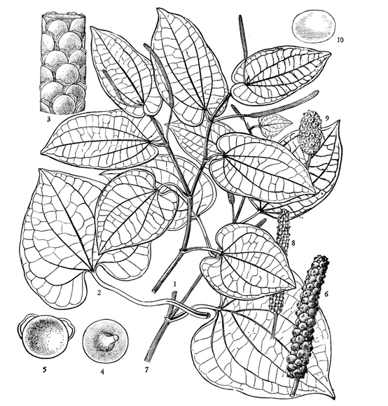 香精与香料(121)—山蒌