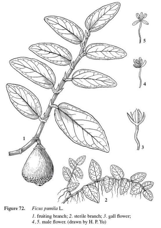 香精与香料(123)—薜荔