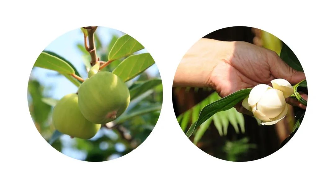 香精与香料(123)—薜荔