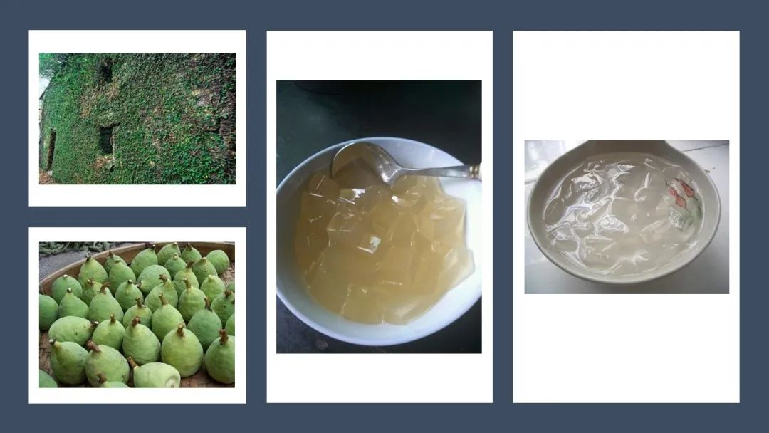 香精与香料(123)—薜荔