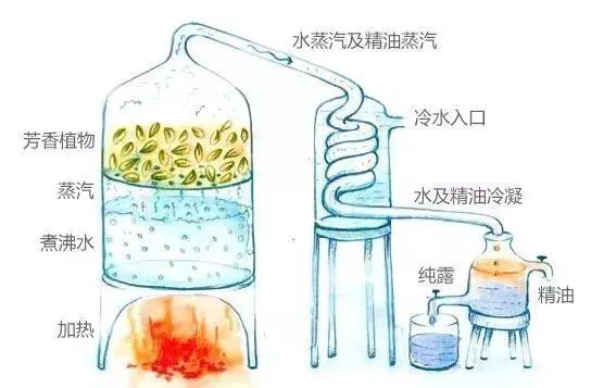 芳香疗法，一个起源于5000年前的神秘学科