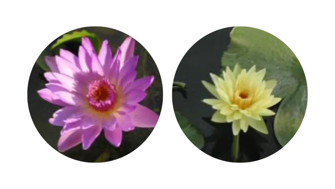 香精与香料(144)—睡莲