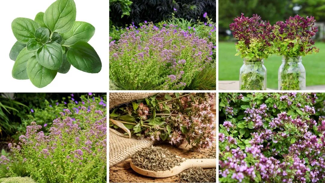 香精与香料(151)—牛至(Oregano)