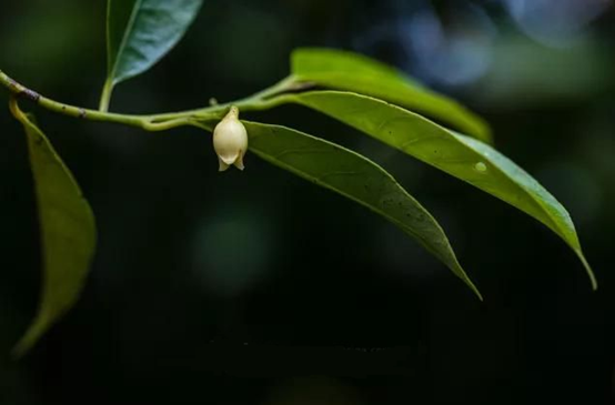 香精与香料(152)—豆蔻