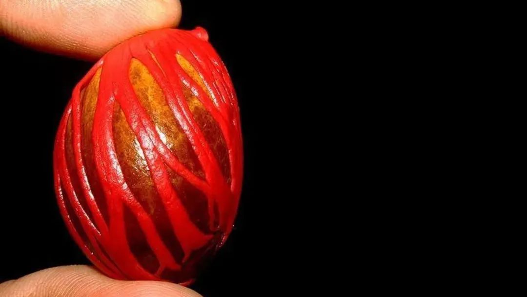 香精与香料(152)—豆蔻