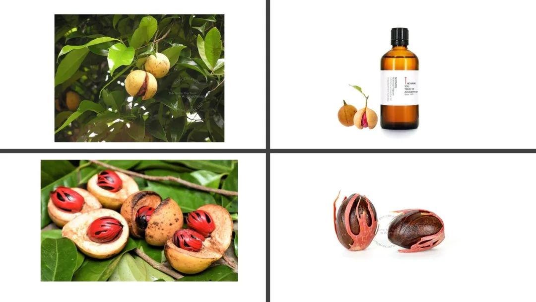香精与香料(152)—豆蔻