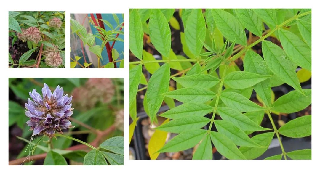 香精与香料(155)—甘草