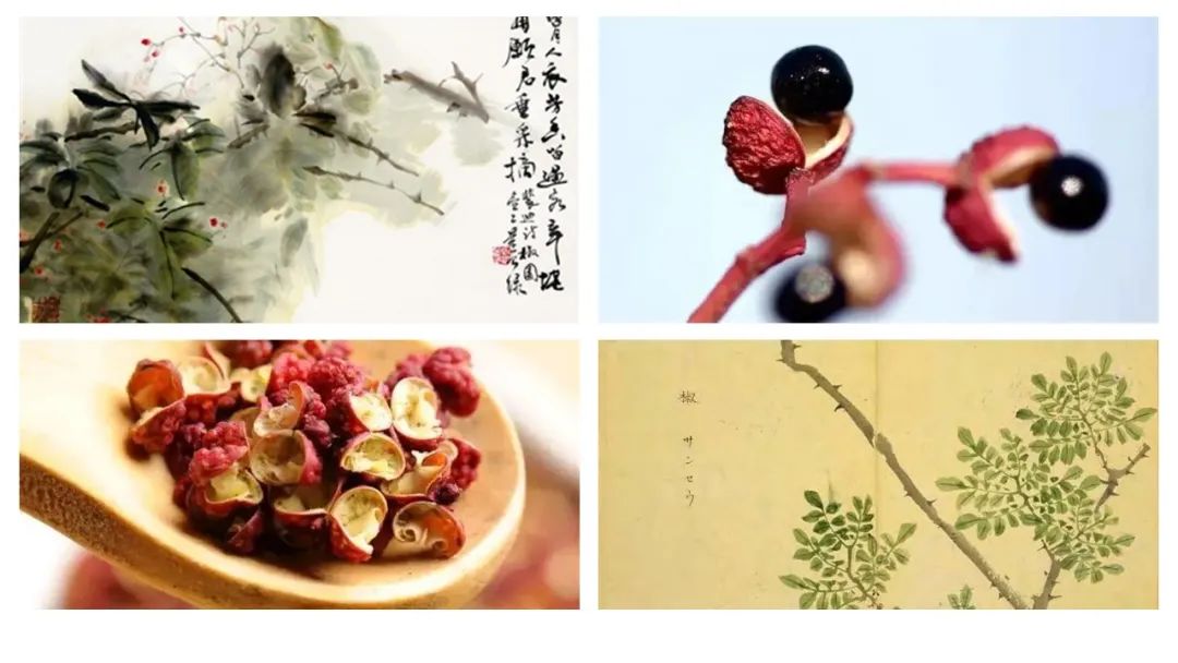 香精与香料(156)—花椒