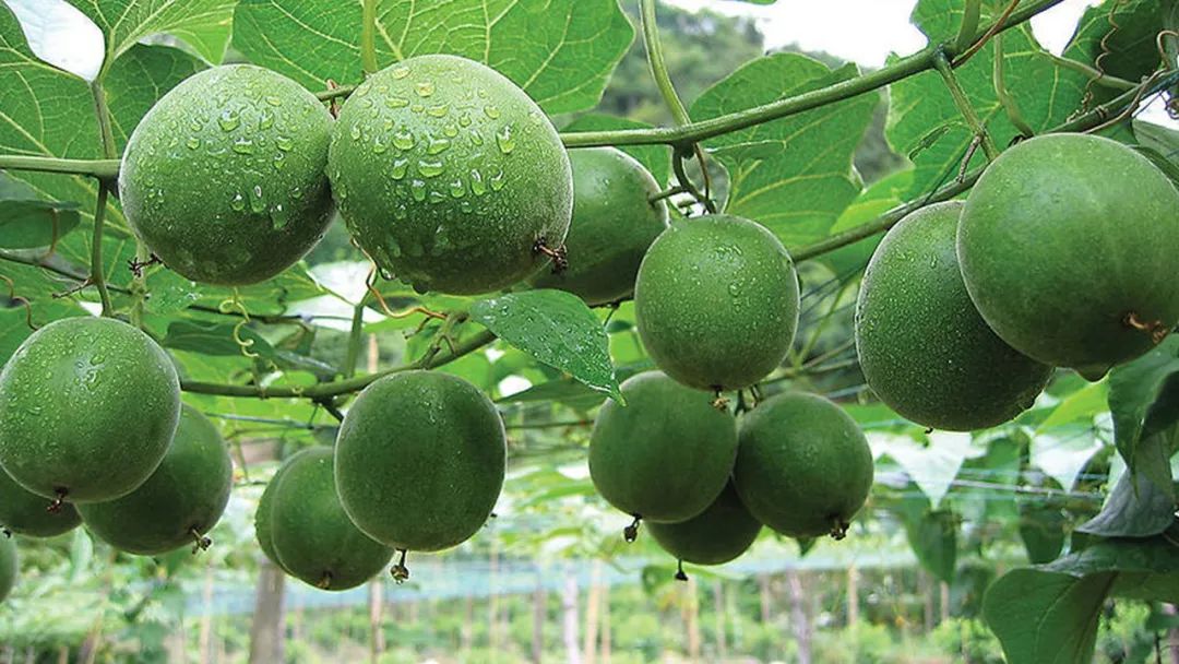 香精与香料(159)—罗汉果