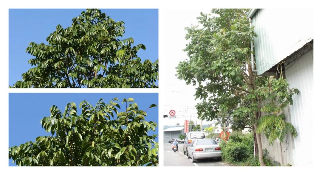 香精与香料(160)—橄榄