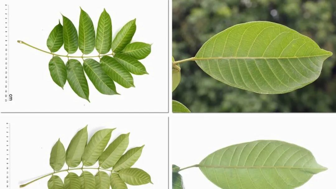 香精与香料(160)—橄榄
