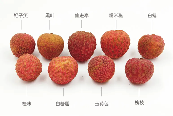 香精与香料(162)—荔枝