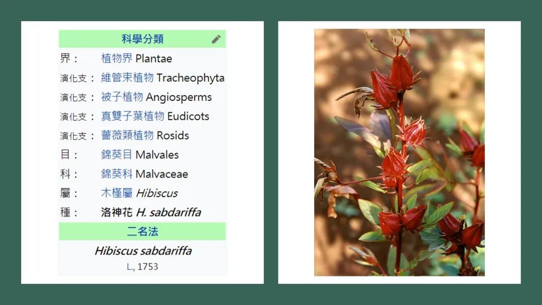 香精与香料(164)—洛神花