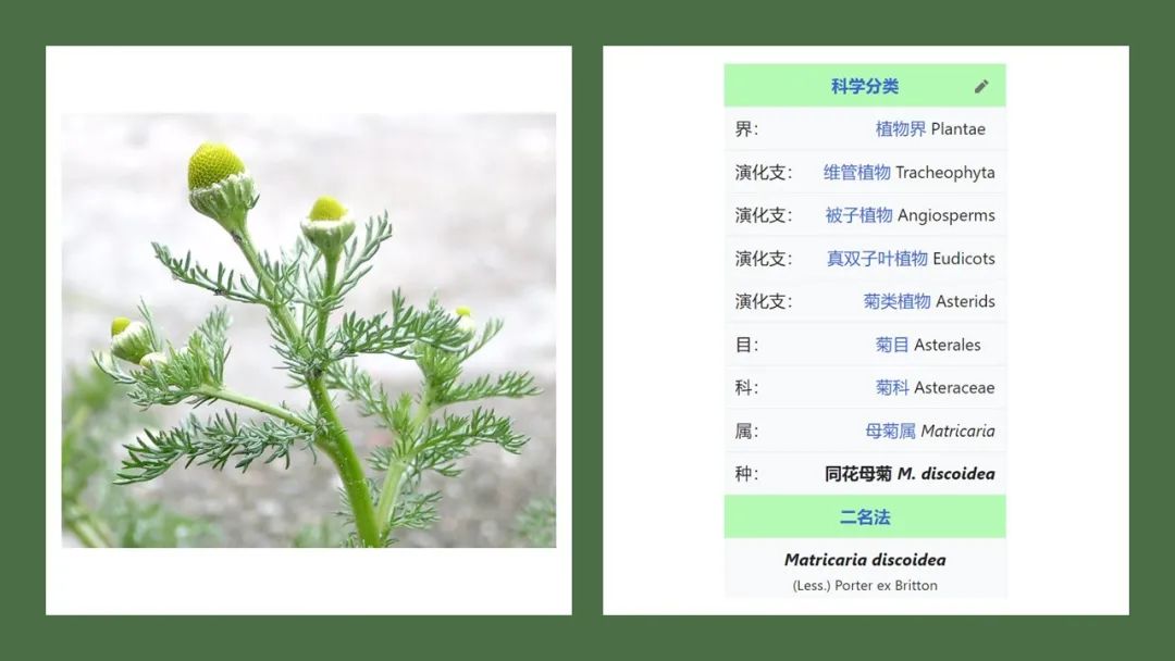 香精与香料(165)—洋甘菊