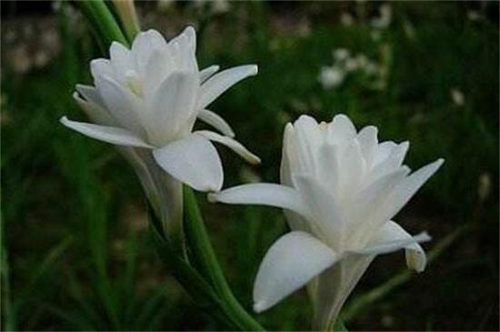 香精与香料(166)—晚香玉