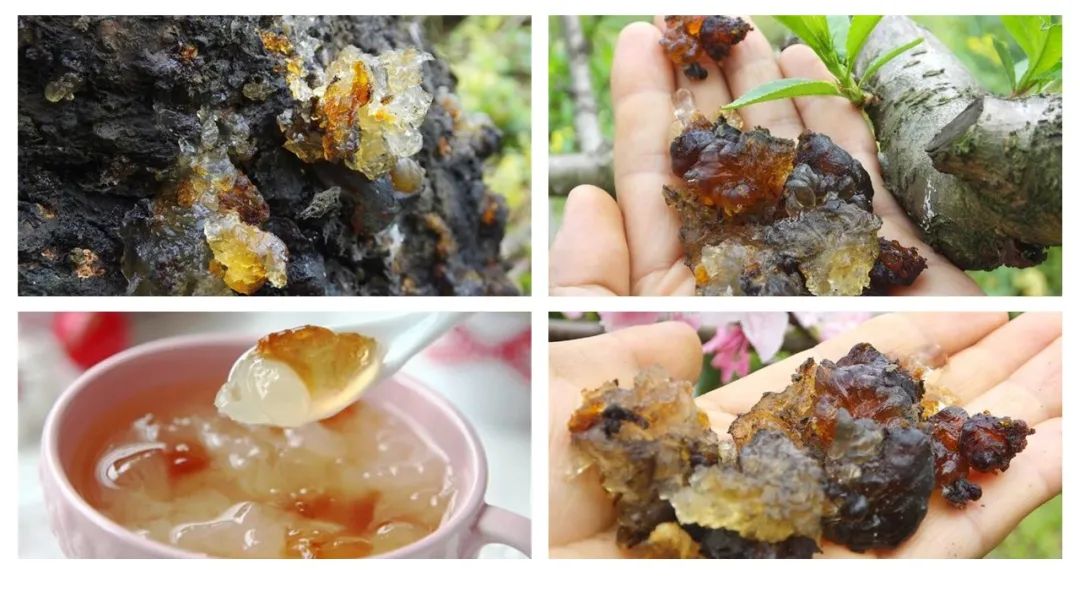 香精与香料(173)—桃胶