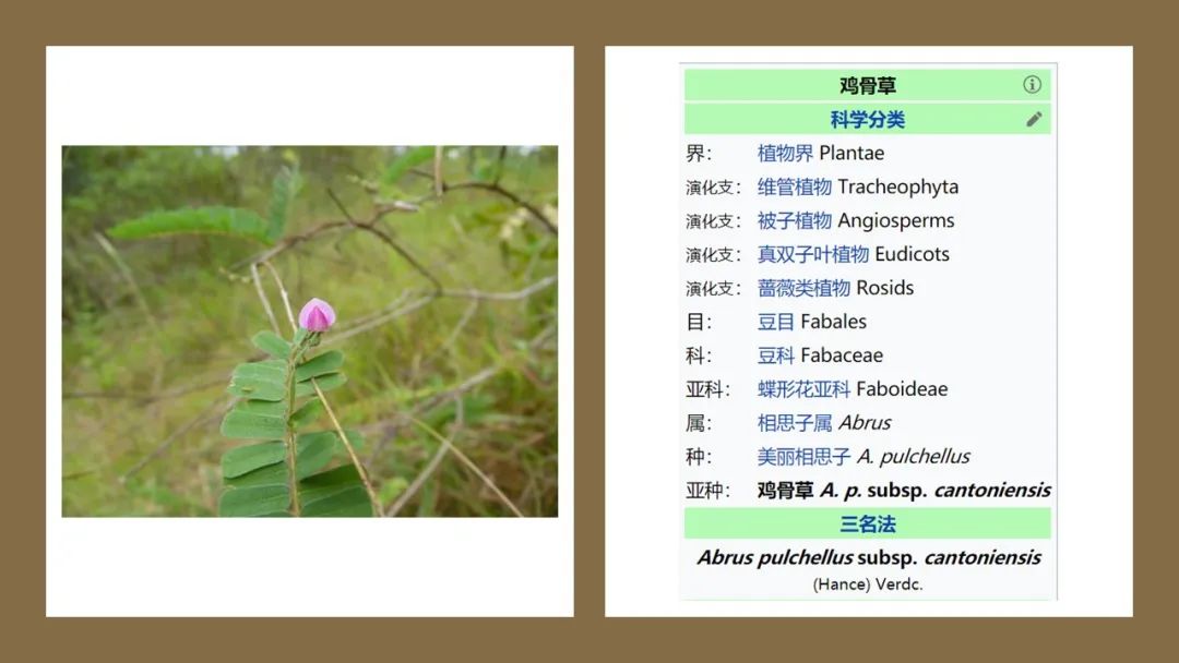 香精与香料(178)—鸡骨草