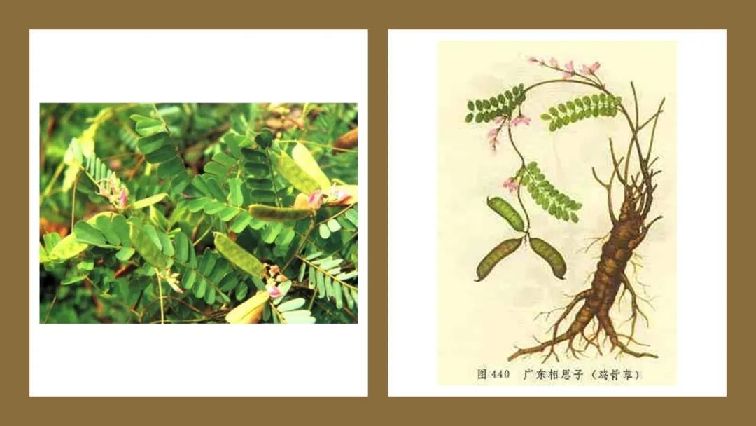 香精与香料(178)—鸡骨草