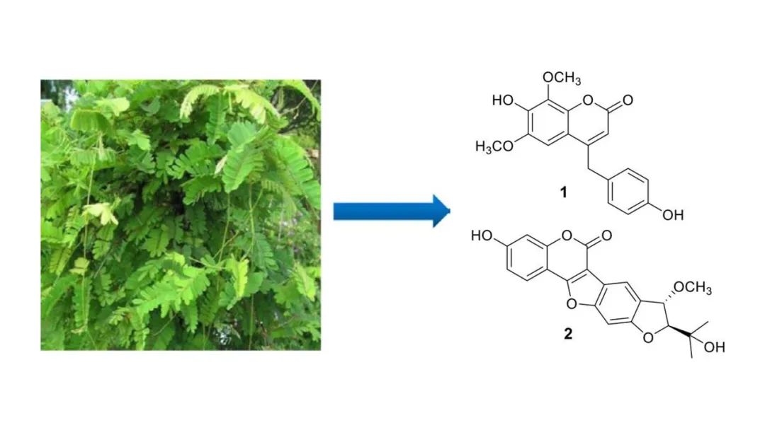 香精与香料(178)—鸡骨草