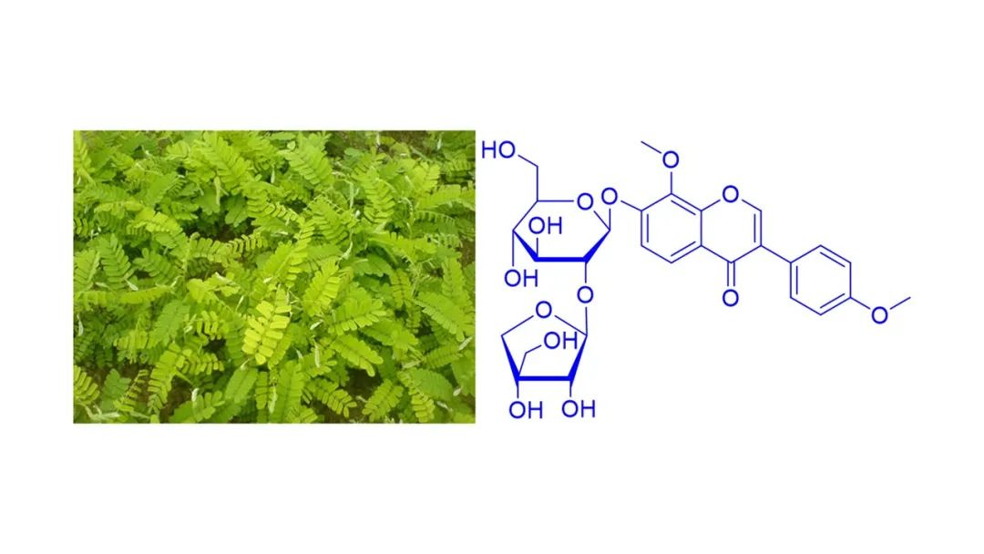 香精与香料(178)—鸡骨草