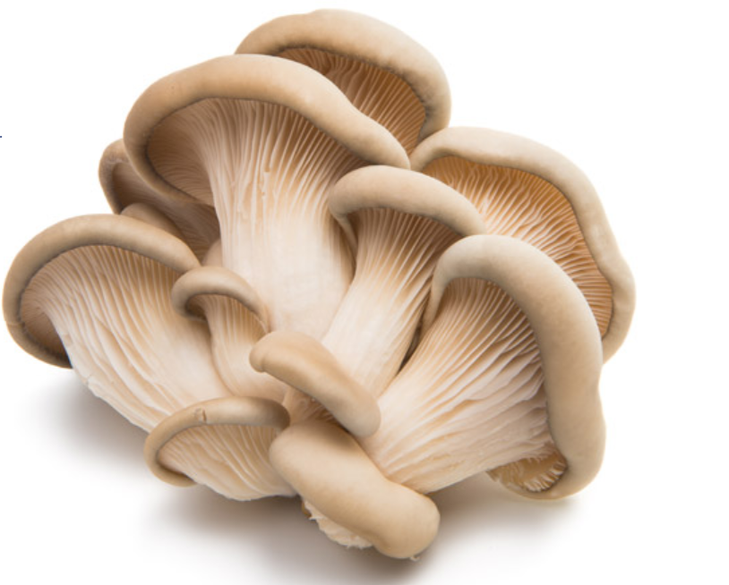 香精香料高新企业简介(9)——MycoTechnology