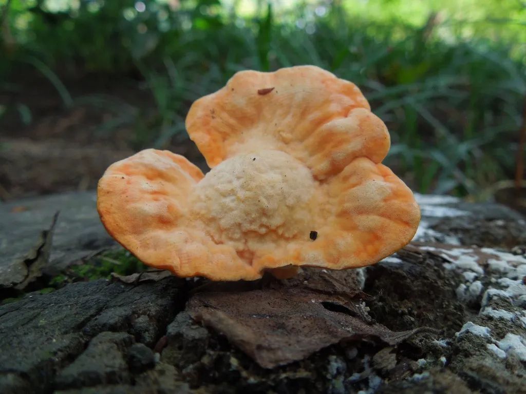 农业废物作为微生物香精生产基质的潜力研究
