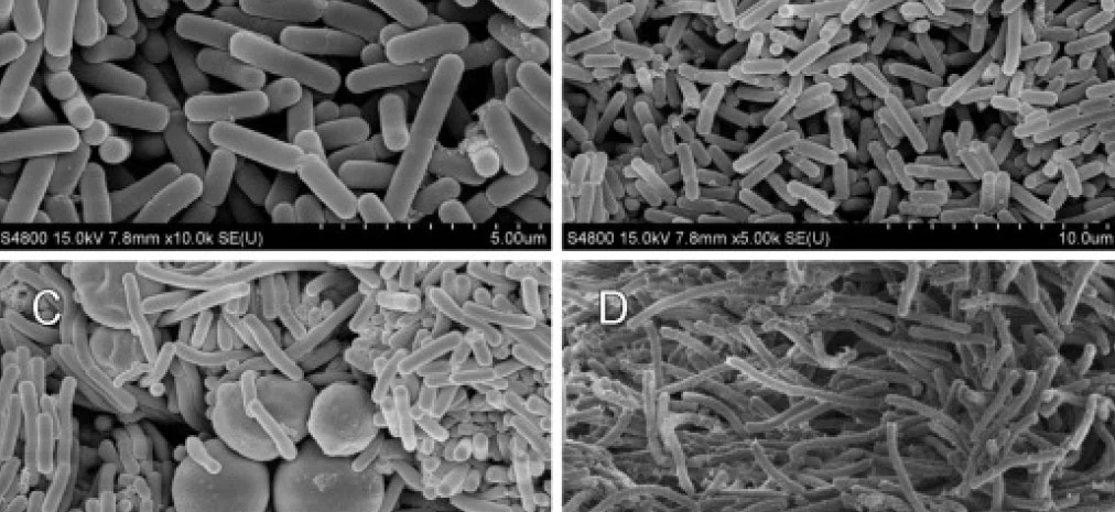 农业废物作为微生物香精生产基质的潜力研究