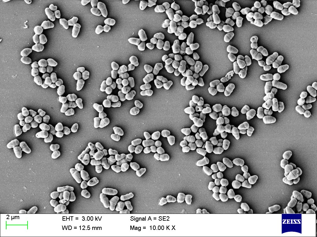 农业废物作为微生物香精生产基质的潜力研究