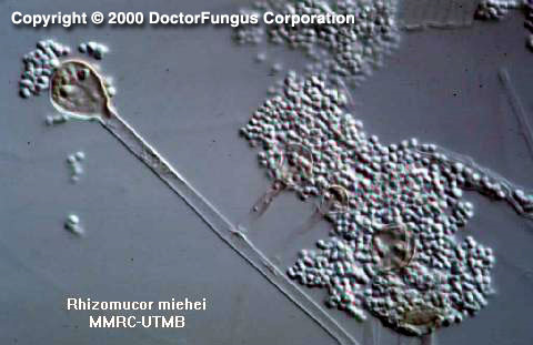 农业废物作为微生物香精生产基质的潜力研究