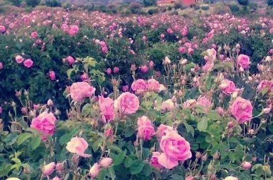 这座充满“玫瑰香”的城市——卡尚