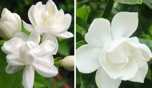 你与酷夏当中隔了一瓶香水